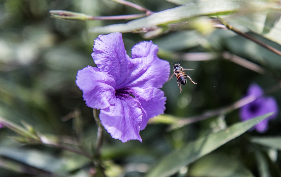 Abelha polinizando  flor